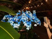 Albums/20200303-Kew Gardens/21